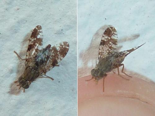 Tephritis vespertina