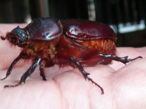 Réf. 303 842 : Oryctes nasicornis
