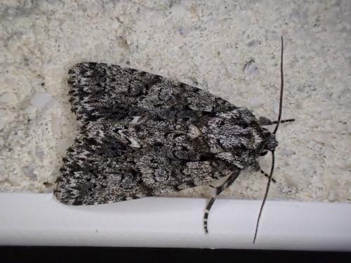 Réf. 303 455 : Acronicta rumicis