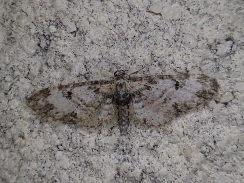 Réf. 303 405 : Eupithecia irriguata