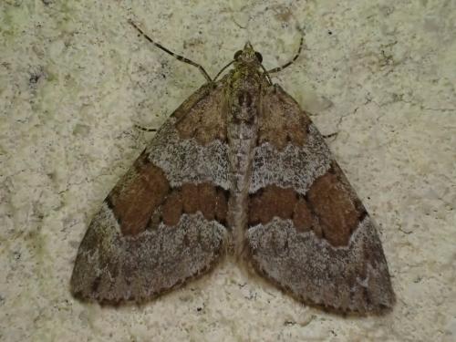 Réf. 303 407 : Thera obeliscata
