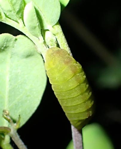 Réf. 303 248 : Polyommatinae inconnu
