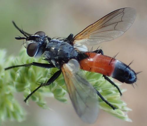 Réf. 303 554 : Cylindromyia sp.