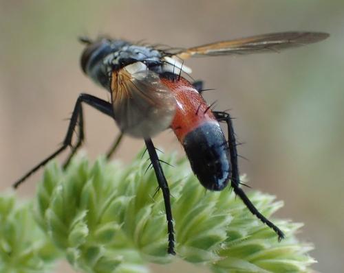Réf. 303 555 : Cylindromyia sp.