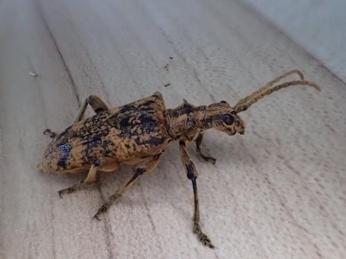 Réf. 303 198 : Rhagium sycophanta
