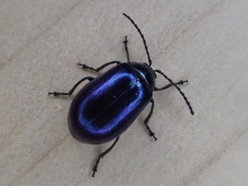 Réf. 303 196 : Agelastica alni