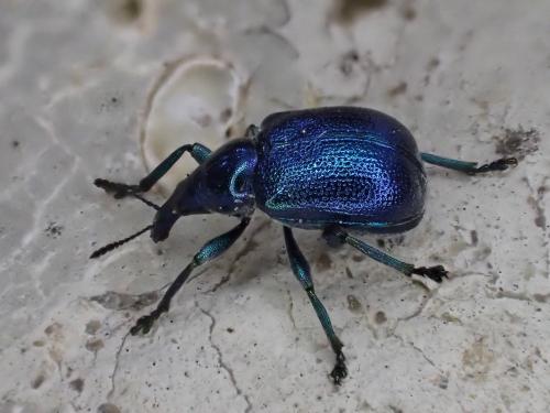 Byctiscus betulae