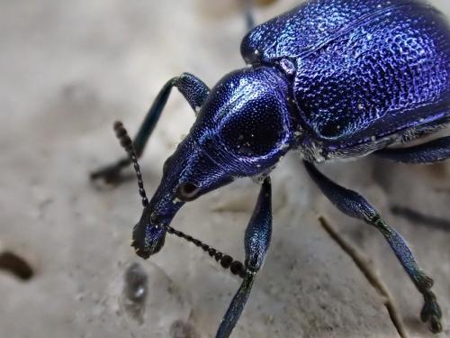 Byctiscus betulae