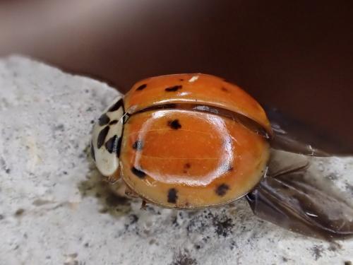 Harmonia axyridis