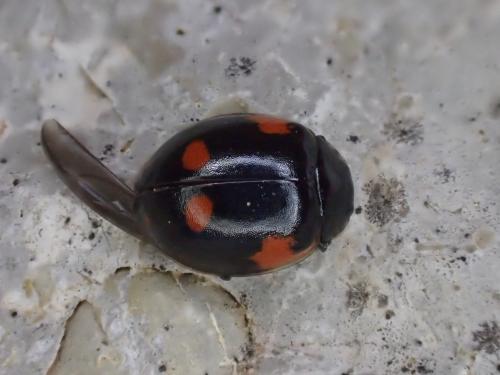 Réf. 303 335 : Adalia bipunctata