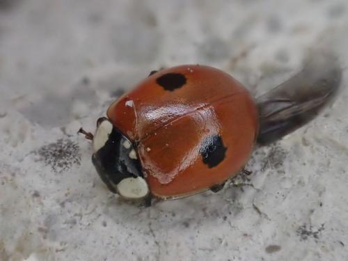 Réf. 303 328 : Adalia bipunctata