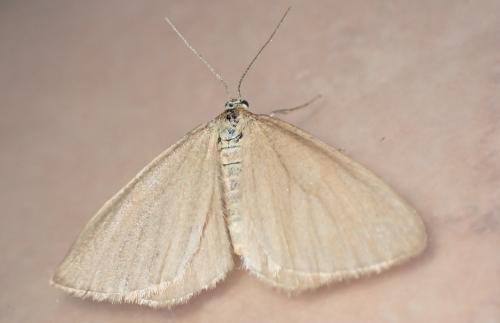 Réf. 303 356 : Minoa murinata