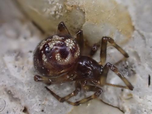 Réf. 303 316 : Steatoda triangulosa