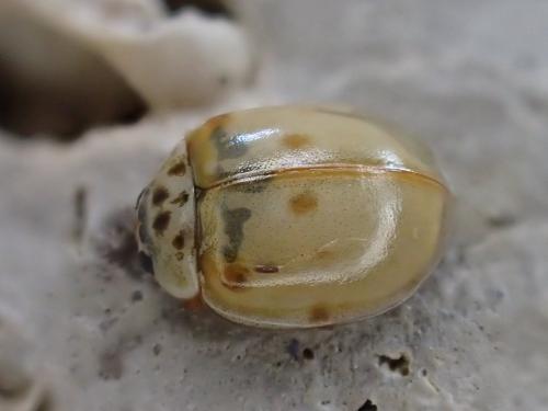 Adalia decempunctata