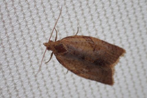 Clepsis consimilana