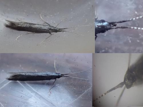 Réf. 303 745 : Coleophora albitarsella