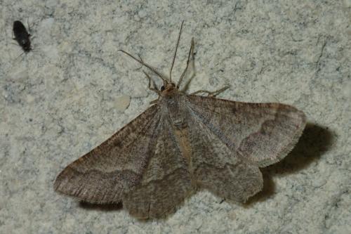 Réf. 303 578 : Isturgia murinaria