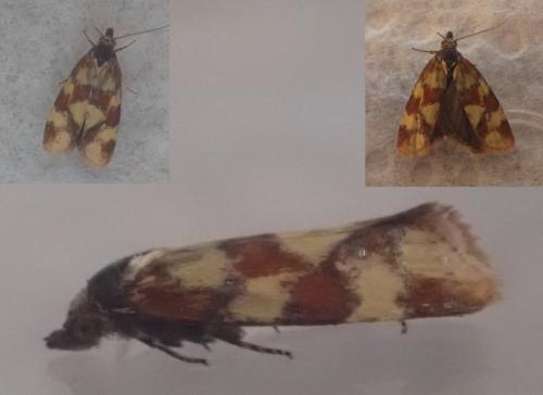 Réf. 303 642 : Aethes tesserana