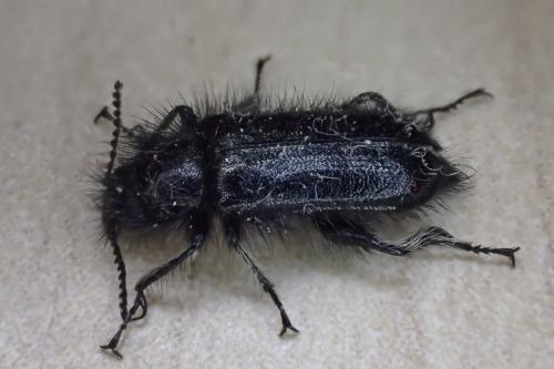 Enicopus sp.