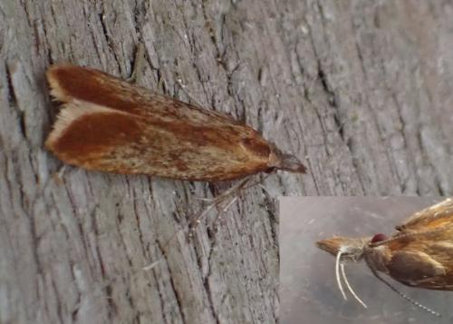 Dichomeris ustalella