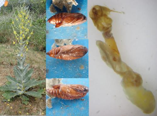 Réf. 303 799 : Cucullia lychnitis