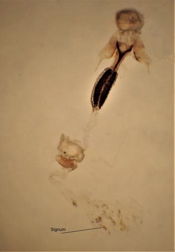 Réf. 303 746 : Coleophora albitarsella