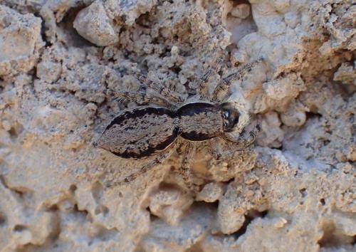 Menemerus taeniatus