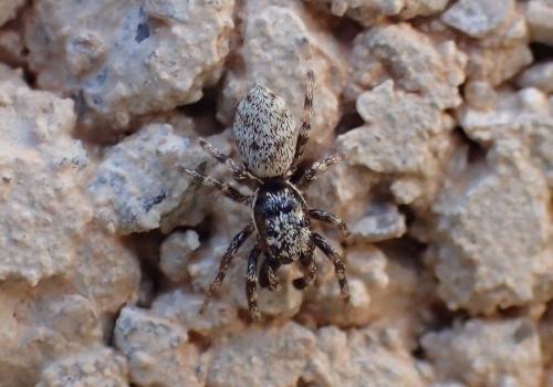Salticus mutabilis