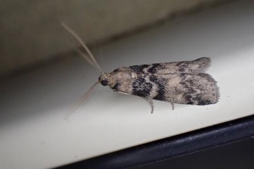 Réf. 303 998 : Euzophera pinguis
