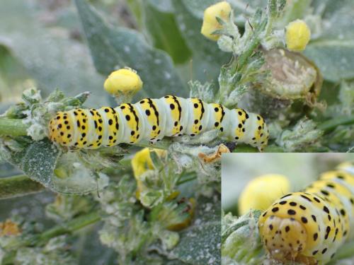 Réf. 303 798 : Cucullia lychnitis
