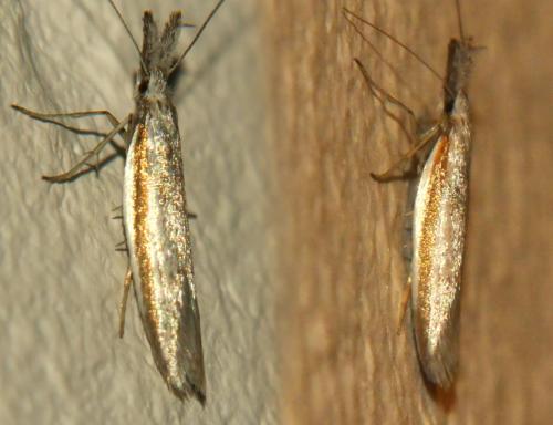 Réf. 303 307 : Pleurota sp.