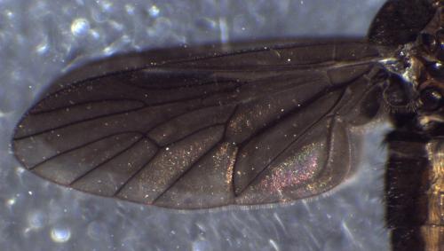 Ptiolina obscura