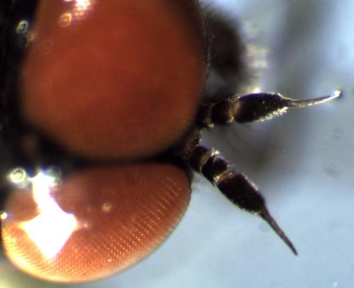Ptiolina obscura