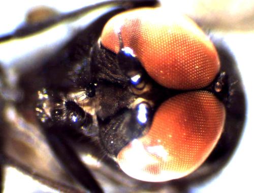 Réf. 303 657 : Ptiolina obscura