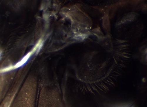 Ptiolina obscura