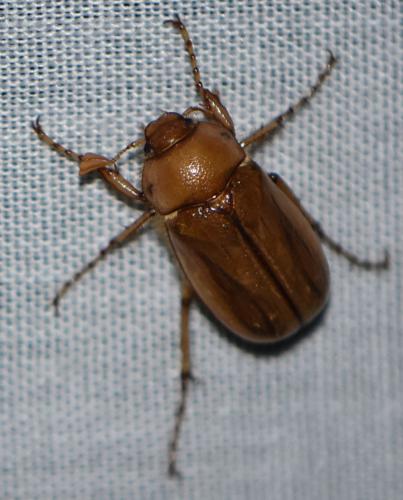 Rhizotrogus sp.
