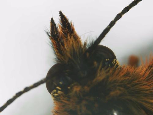 Réf. 303 611 : Melitaea athalia athalia