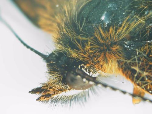 Réf. 303 603 : Melitaea athalia athalia