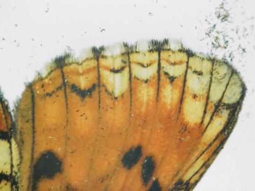 Réf. 303 612 : Melitaea athalia athalia