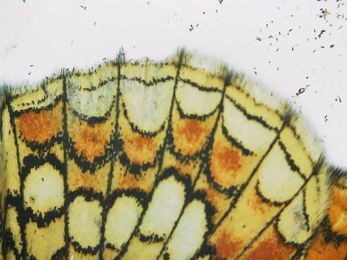 Réf. 303 610 : Melitaea athalia athalia