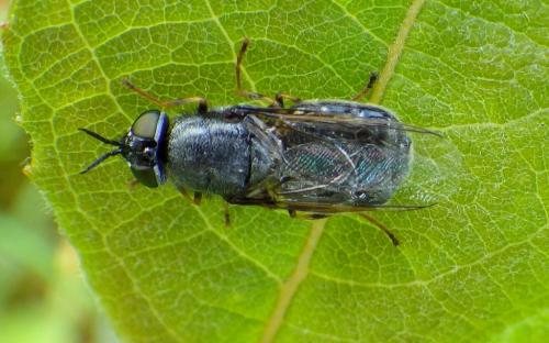 Réf. 303 139 : Odontomyia tigrina