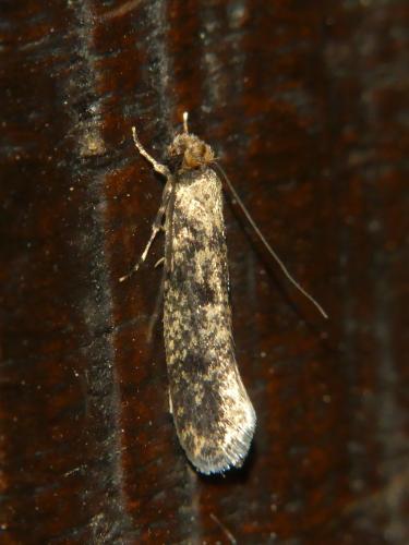 Réf. 303 004 : Niditinea fuscella