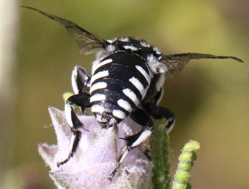 Thyreus ramosus