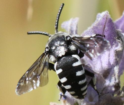 Thyreus ramosus
