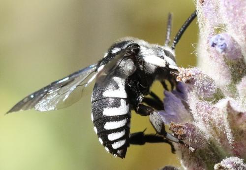 Thyreus ramosus