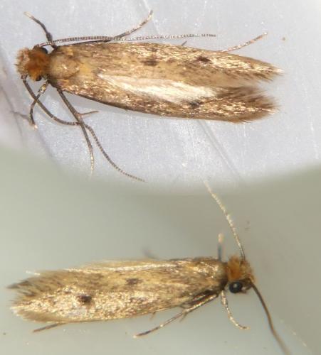 Réf. 303 685 : Tinea sp.