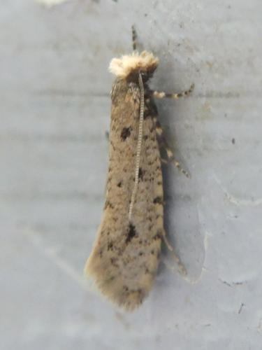 Ateliotum petrinellum
