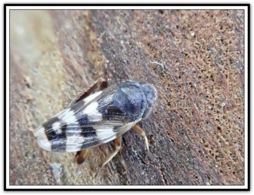 Anoscopus assimilis