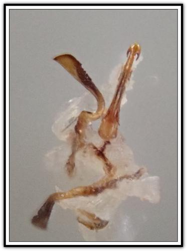 Anoscopus assimilis