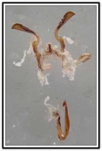 Anoscopus assimilis